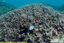 hard coral